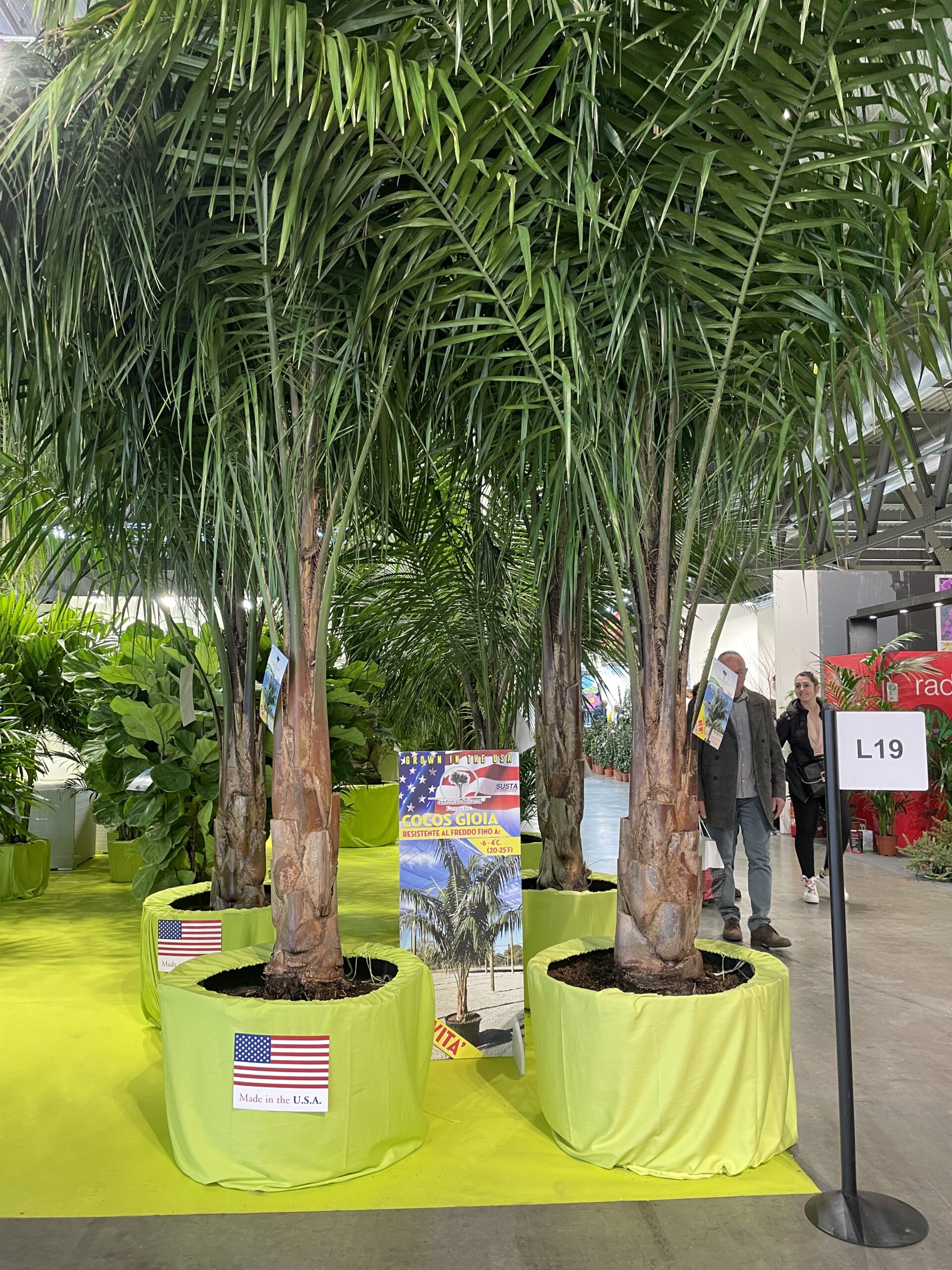Cocos Gioia