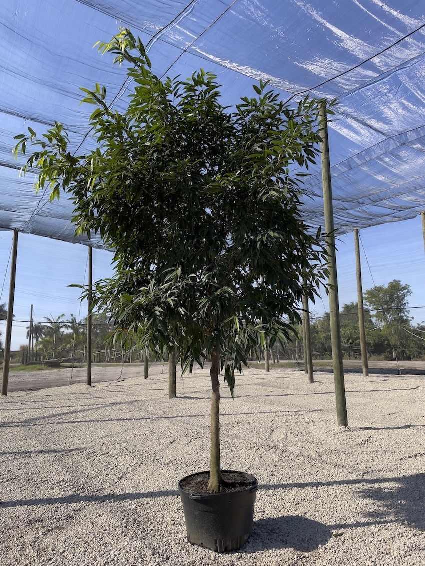 ficus_amstel