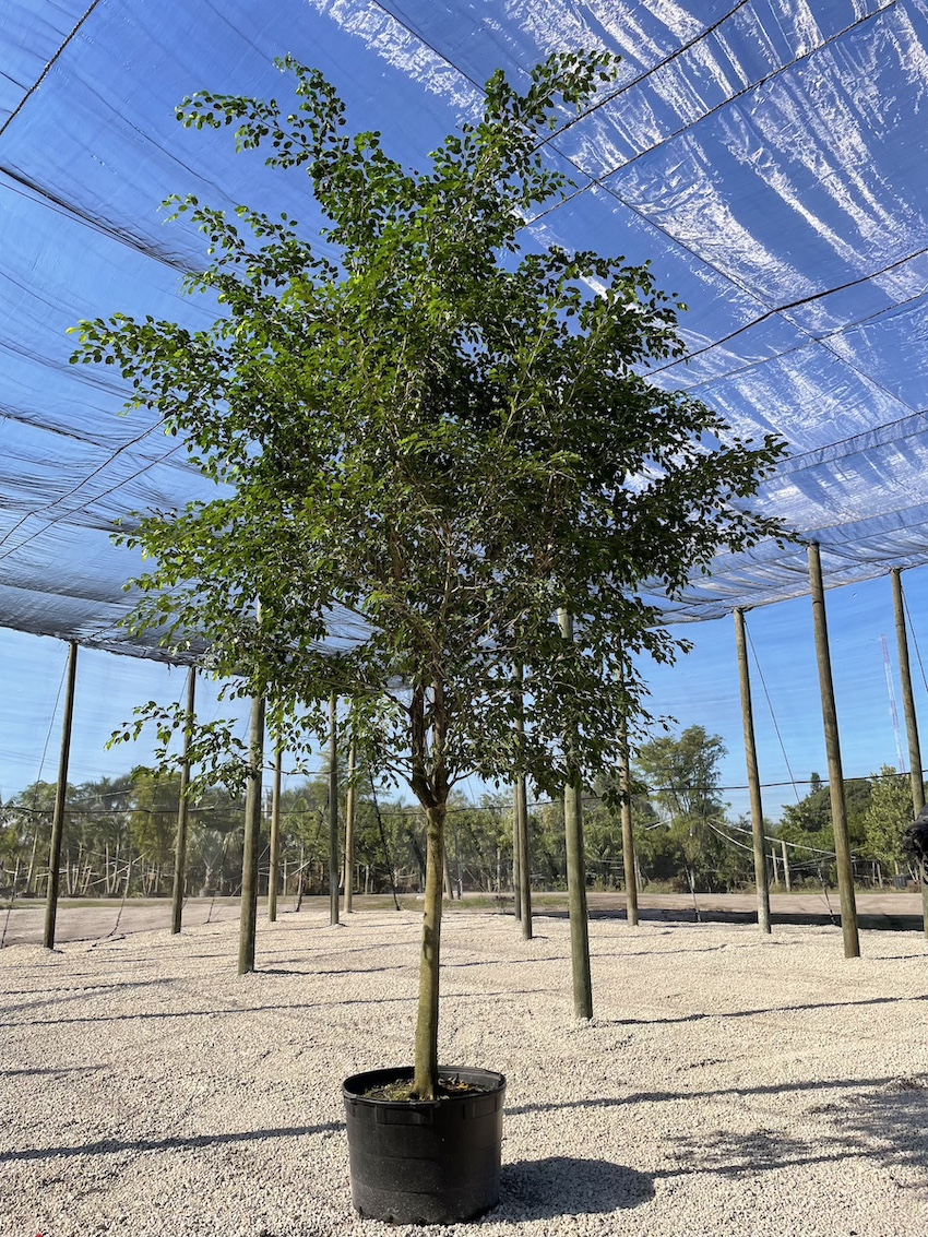 ficus_benji