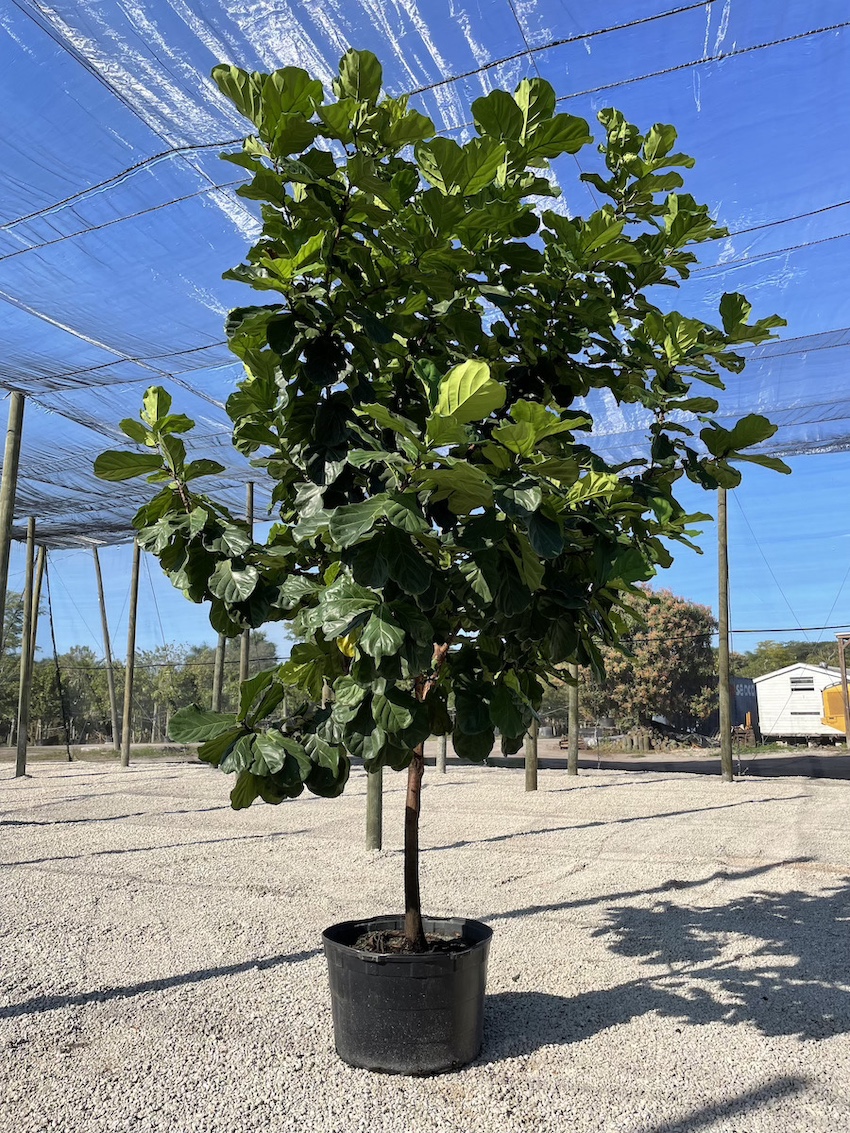 ficus_lirata