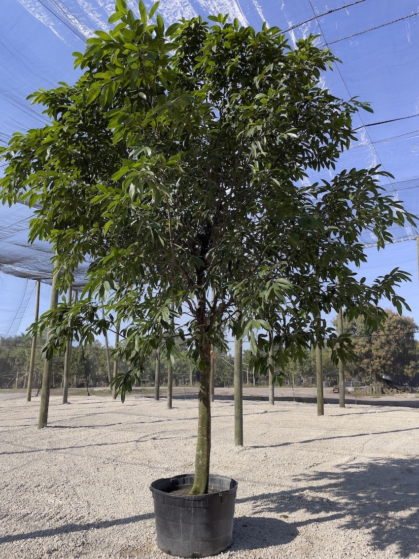 ficusamstel2