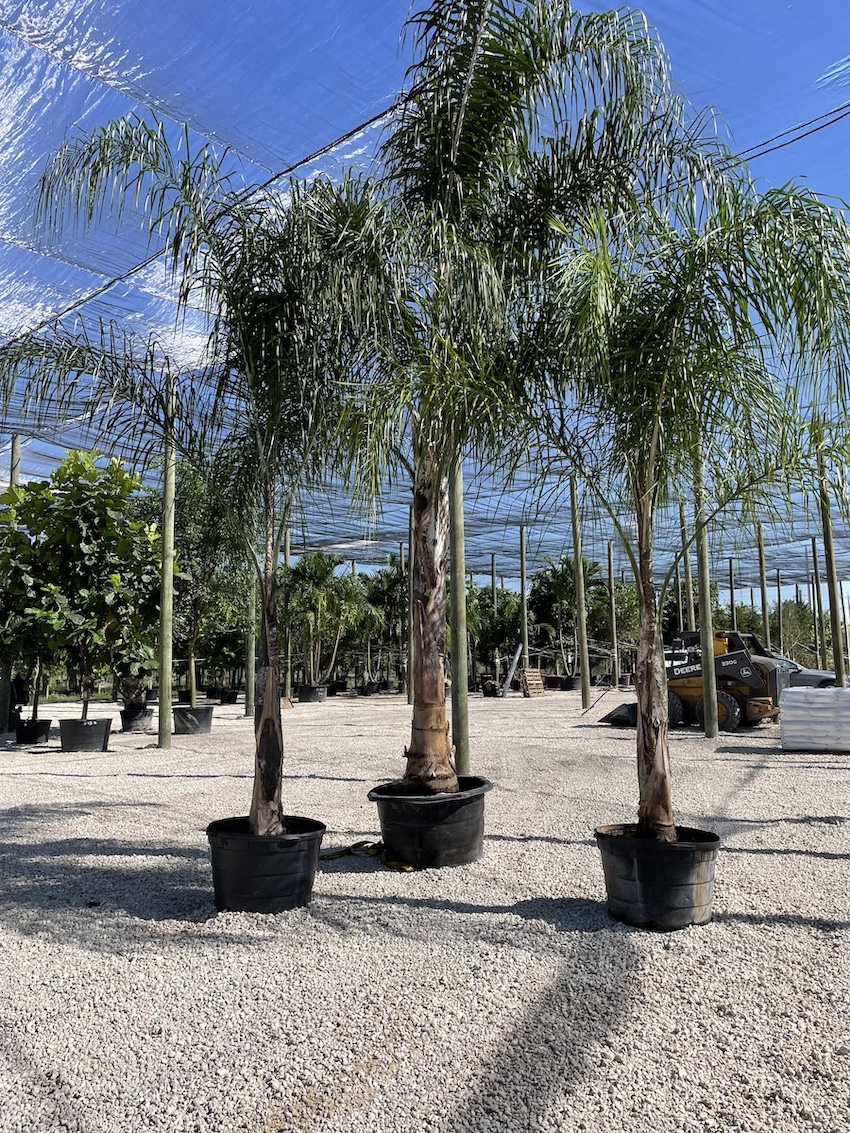 queenpalm