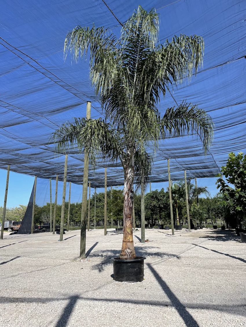 queenpalm2