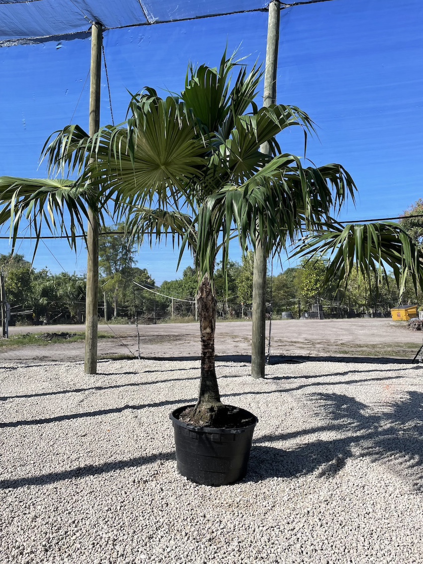 thachpalm